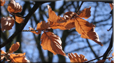 Perthshire autumn leaf